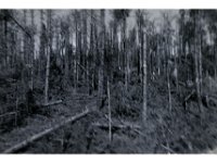 1943095024  Irvin McLaughlin - WWII - Italy - 1943-1945