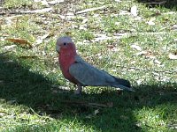 2005021465 Alice Springs, Australia (February 12 - 13, 2005)