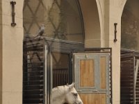 Spanish Riding School Lipizzaner Horses (September 21, 2013)