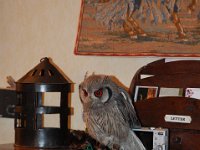 2008063242  Betty-Darrel-Yvette-Felicia-Suzette-Adara Belgium