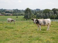 2008063318  Betty-Darrel-Yvette-Felicia-Suzette-Adara Belgium