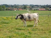 2008063326  Betty-Darrel-Yvette-Felicia-Suzette-Adara Belgium