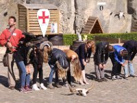 2013098641 Falcon Exhibition - Han Belgium - Sept 28