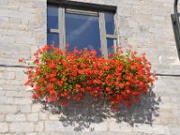 2013098645 Falcon Exhibition - Han Belgium - Sept 28