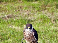 2013098696 Falcon Exhibition - Han Belgium - Sept 28
