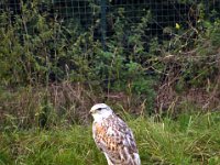 2013098700 Falcon Exhibition - Han Belgium - Sept 28