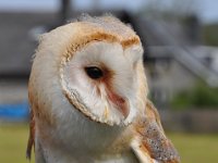 2013098809 Falcon Exhibition - Han Belgium - Sept 28