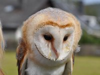2013098810 Falcon Exhibition - Han Belgium - Sept 28