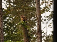 2013098884 Falcon Exhibition - Han Belgium - Sept 28