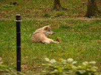 2013098887 Falcon Exhibition - Han Belgium - Sept 28