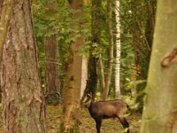 2013098892 Falcon Exhibition - Han Belgium - Sept 28