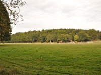 2013098904 Falcon Exhibition - Han Belgium - Sept 28
