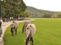 2013098923 Falcon Exhibition - Han Belgium - Sept 28