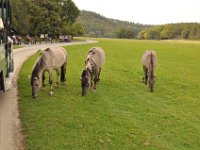 2013098927 Falcon Exhibition - Han Belgium - Sept 28