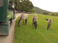 2013098930 Falcon Exhibition - Han Belgium - Sept 28