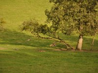 2013098936 Falcon Exhibition - Han Belgium - Sept 28