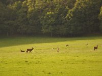 2013098942 Falcon Exhibition - Han Belgium - Sept 28