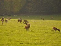 2013098946 Falcon Exhibition - Han Belgium - Sept 28
