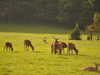 2013098948 Falcon Exhibition - Han Belgium - Sept 28