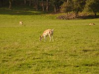2013098949 Falcon Exhibition - Han Belgium - Sept 28