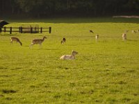 2013098954 Falcon Exhibition - Han Belgium - Sept 28