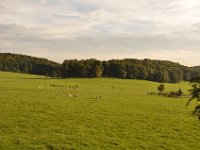 2013098959 Falcon Exhibition - Han Belgium - Sept 28