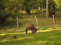 2013098964 Falcon Exhibition - Han Belgium - Sept 28