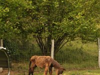 2013098968 Falcon Exhibition - Han Belgium - Sept 28