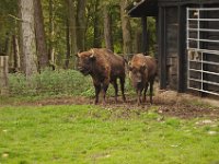 2013098969 Falcon Exhibition - Han Belgium - Sept 28