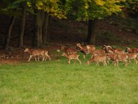 2013098972 Falcon Exhibition - Han Belgium - Sept 28