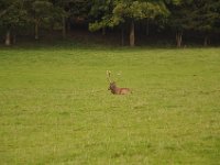 2013098977 Falcon Exhibition - Han Belgium - Sept 28
