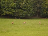 2013098979 Falcon Exhibition - Han Belgium - Sept 28