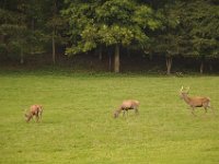 2013098980 Falcon Exhibition - Han Belgium - Sept 28