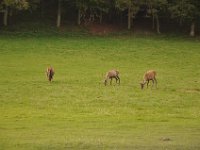 2013098981 Falcon Exhibition - Han Belgium - Sept 28