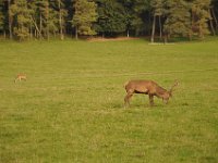 2013098983 Falcon Exhibition - Han Belgium - Sept 28