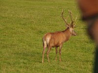 2013098987 Falcon Exhibition - Han Belgium - Sept 28