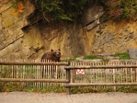 2013098990 Falcon Exhibition - Han Belgium - Sept 28