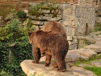 2013098997 Falcon Exhibition - Han Belgium - Sept 28