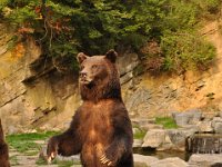 2013099003 Falcon Exhibition - Han Belgium - Sept 28