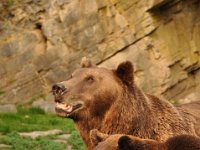 2013099009 Falcon Exhibition - Han Belgium - Sept 28