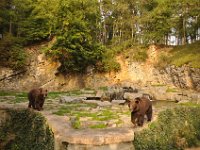 2013099024 Falcon Exhibition - Han Belgium - Sept 28