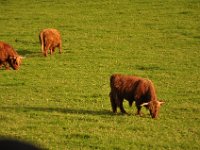 2013099036 Falcon Exhibition - Han Belgium - Sept 28