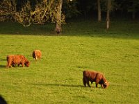 2013099037 Falcon Exhibition - Han Belgium - Sept 28