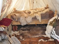 2013099067 Falcon Exhibition - Han, Belgium - Sept 28