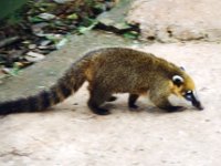 1998061088 Darrel and Betty Hagberg - Brazil