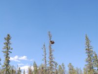 2010076929 Athabasca River Float Trip - Jasper Nat Park - Alberta - Canada  - Jul 29