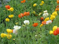 2010076964 Athabasca River Float Trip - Jasper Nat Park - Alberta - Canada  - Jul 29 : Canada, Banff
