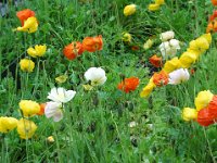 2010076965 Athabasca River Float Trip - Jasper Nat Park - Alberta - Canada  - Jul 29 : Canada, Banff
