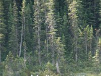 2010076967 Athabasca River Float Trip - Jasper Nat Park - Alberta - Canada  - Jul 29