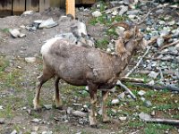 2010076531 Sulpfur Mountain Overlook - Banff Nat Pk - Alberta - Canada  - Jul 28